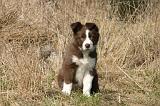 BORDER COLLIE 1552
